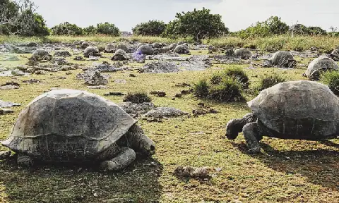 Scientists Discover 180,000 Giant Tortoises on Seychelles Island
