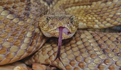 American rattlesnake discovery raises exotic pet trade concerns