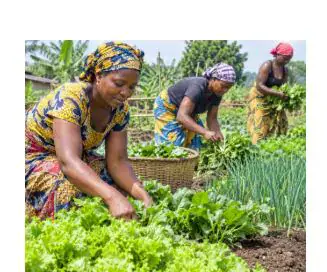 Women in Kwilu Province Call for Agricultural Equipment to Boost Productivity