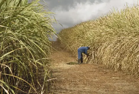 Sugarcane farmers to elect Kenya Sugar Board representatives on November 24