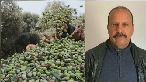 Olive Harvest Season Kicks Off in Tunisia's Kef Governorate