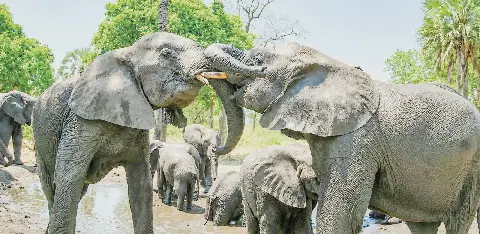 Majete Wildlife Reserve's Remarkable Ecological Revival