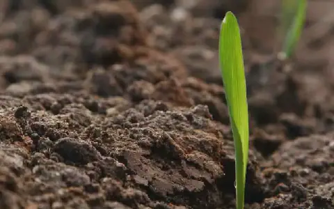 Why Soil Testing and Mapping are Crucial for Kenyan Farmers