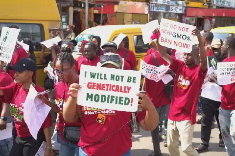 Coalition Urges Lagos Assembly to Ban GMOs, Cites Health and Environmental Risks