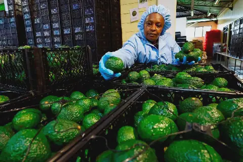 Kenya Imposes Ban on Avocado Shipping by Sea