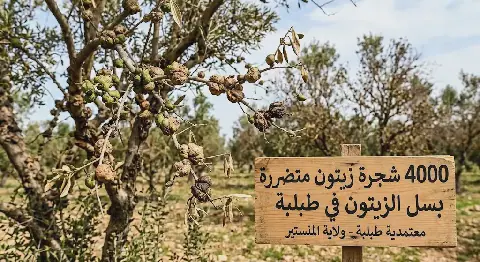 Thousands of Olive Trees Damaged by Olive Blight in Tunisia's Mahdia Governorate