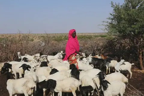 Somalia Faces Rising Rift Valley Fever Risk, Threatening Livestock Livelihoods