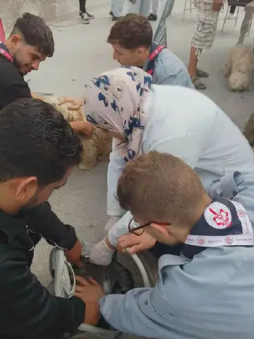Over 700 Animals Vaccinated in Tunisia's Ras El Jebel in "Stronger Together" Campaign